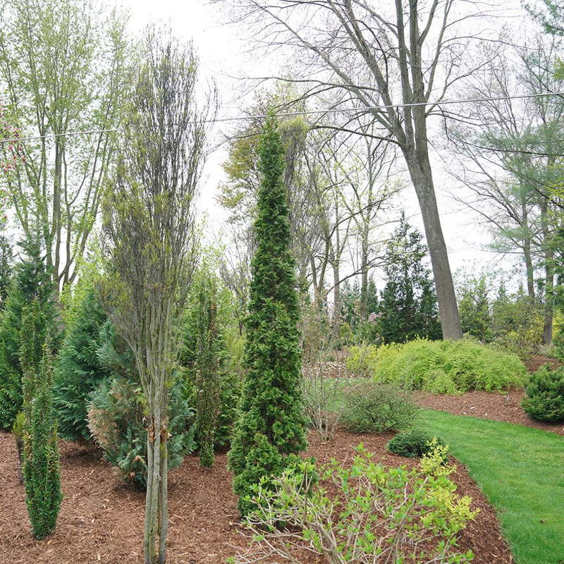 Sting Arborvitae in use.