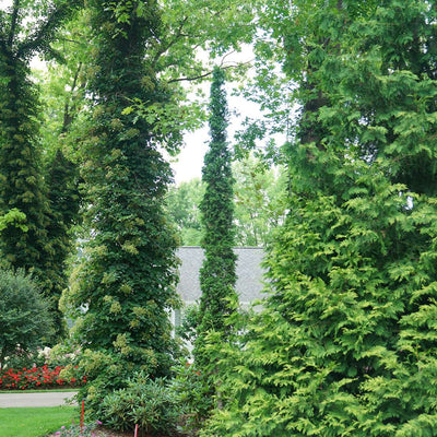 Sting Arborvitae in use.