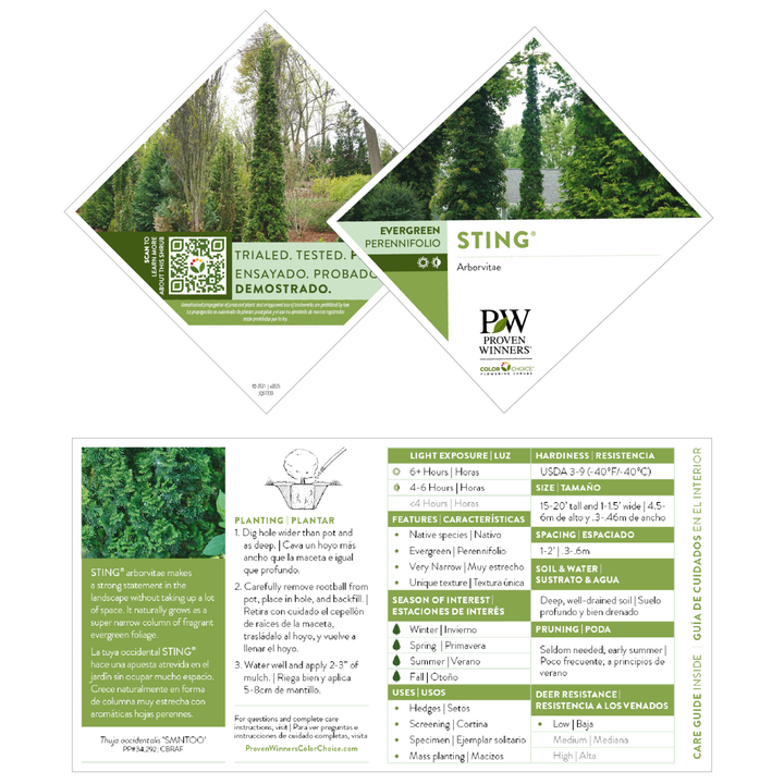 Sting® Arborvitae (Thuja occidentalis)