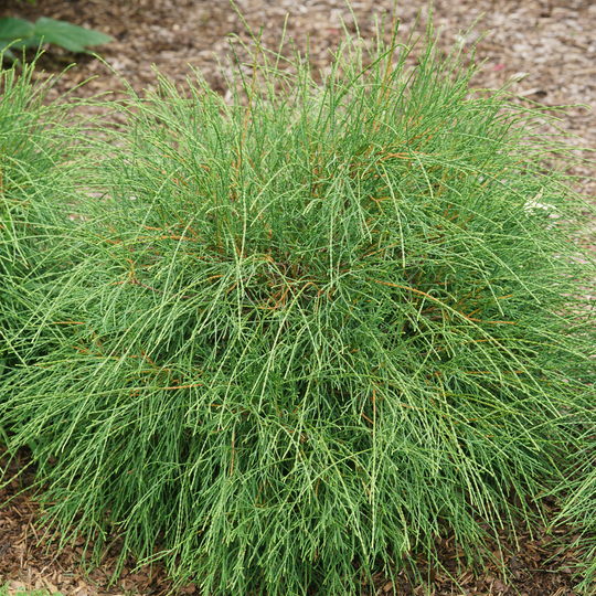 Whip It Good® Arborvitae (Thuja occidentalis) | Proven Winners® New Variety 2026