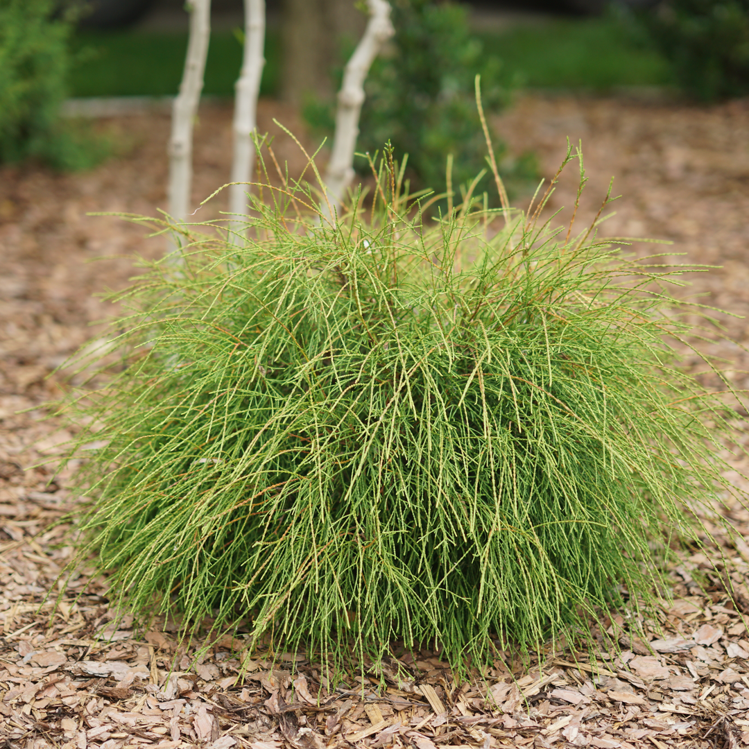 Arborvitae | Whip It Good® | Proven Winners® Shrubs – Proven