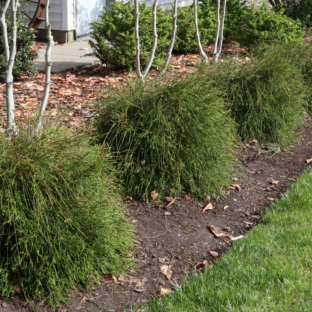 Arborvitae | Whip It Good® | Proven Winners® Shrubs – Proven