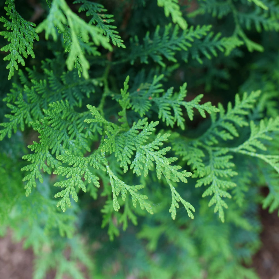 Arborvitae | Sasquatch™ Dark Green | Proven Winners® Shrubs