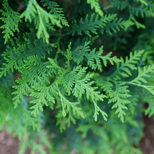 Sasquatch™ Dark Green Arborvitae (Thuja occidentalis) | Proven Winners® New Variety 2027