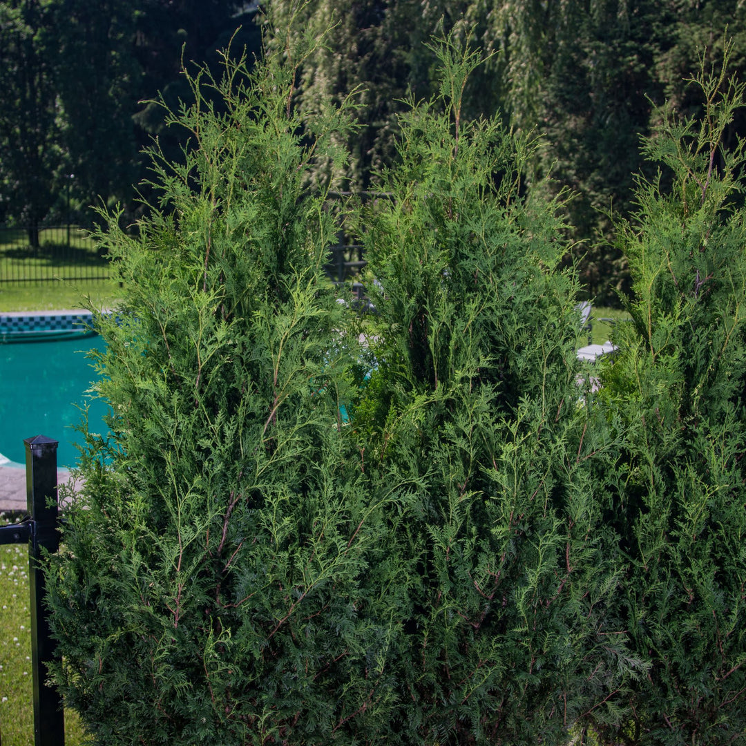 Arborvitae | Sasquatch™ Dark Green | Proven Winners® Shrubs