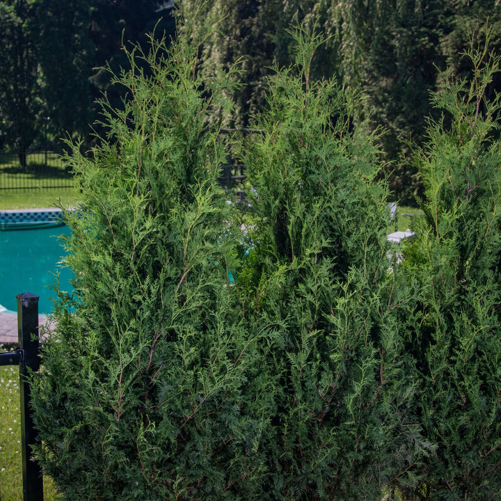 Arborvitae | Sasquatch™ Dark Green | Proven Winners® Shrubs