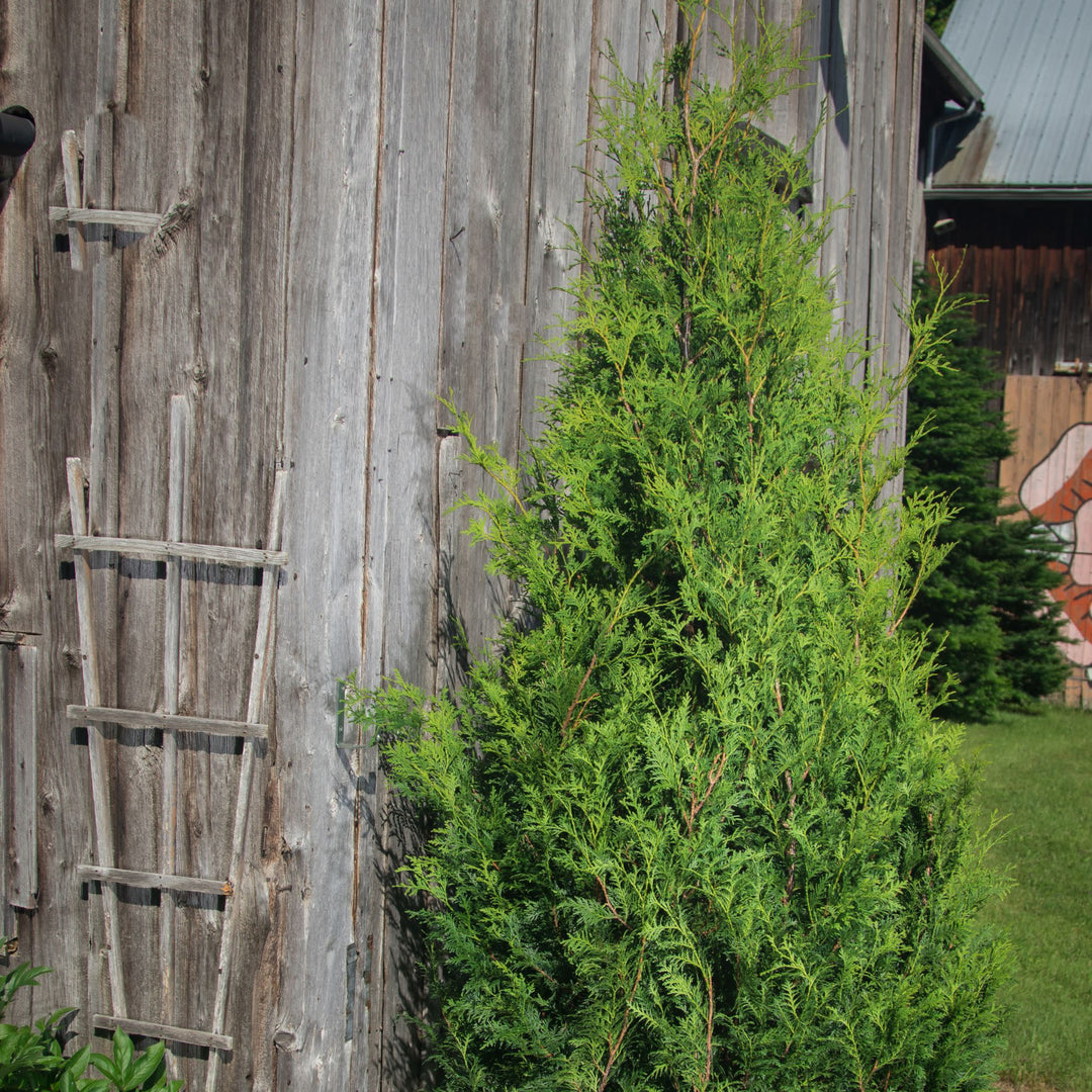Arborvitae | Sasquatch™ Dark Green | Proven Winners® Shrubs