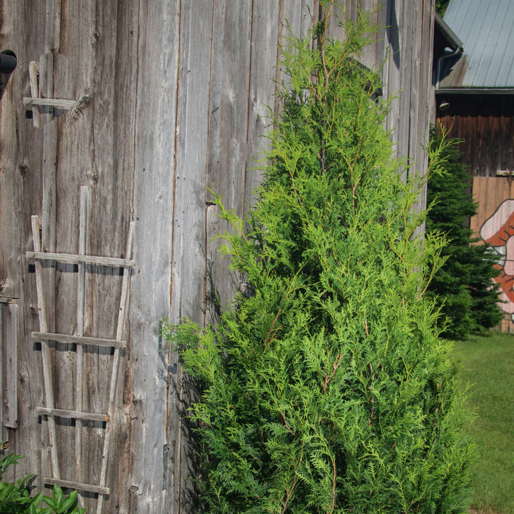 Arborvitae | Sasquatch™ Dark Green | Proven Winners® Shrubs