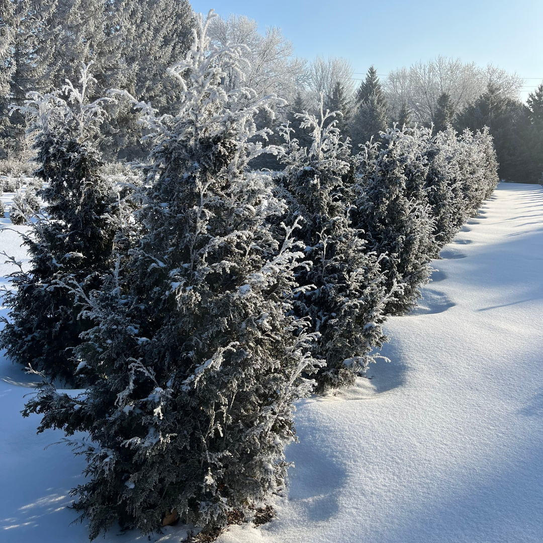 Sasquatch™ Dark Green Arborvitae (Thuja occidentalis) | Proven Winners® New Variety 2027