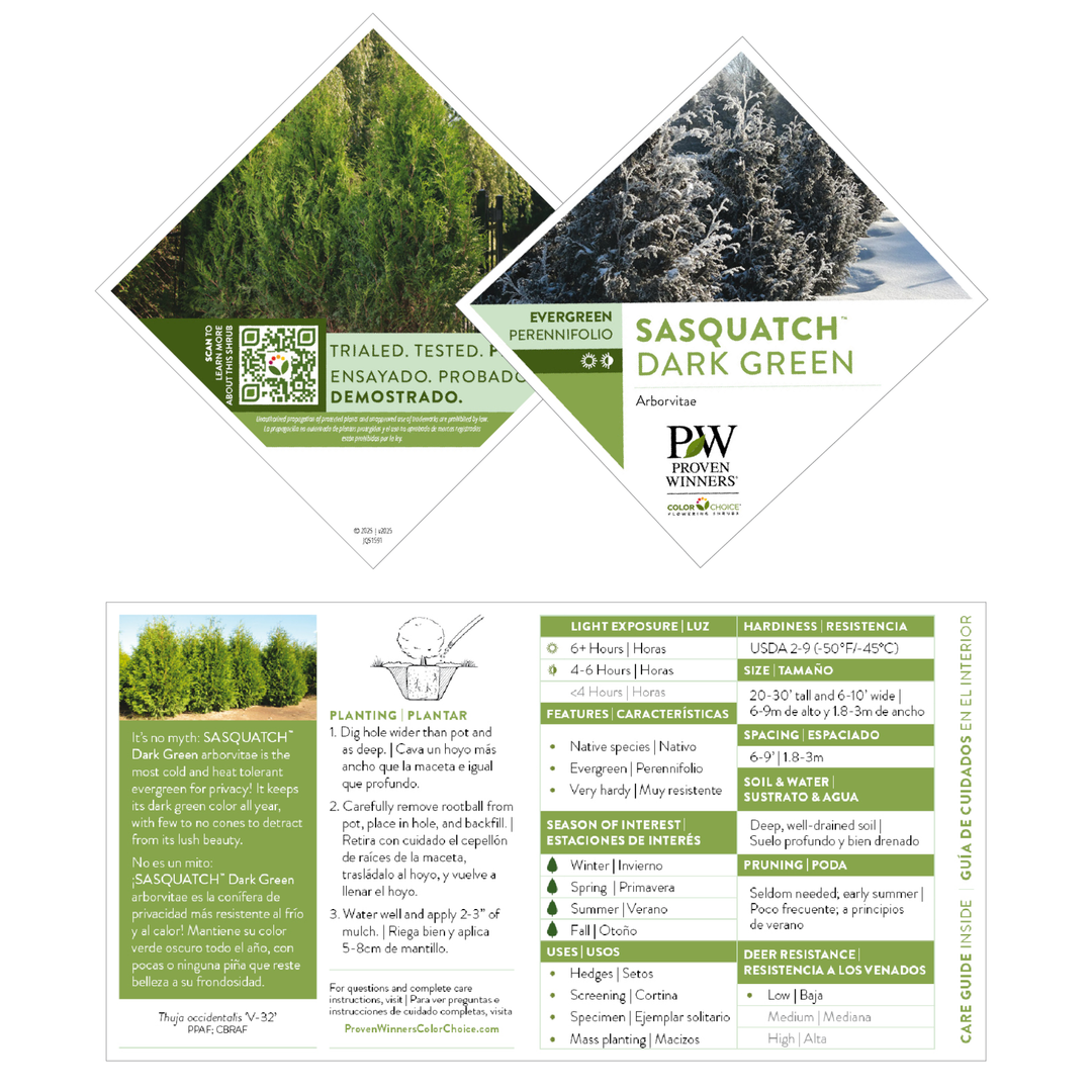 Arborvitae | Sasquatch™ Dark Green | Proven Winners® Shrubs