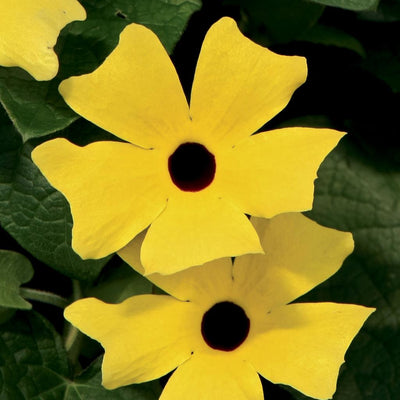 Lemon A-Peel Black-Eyed Susan Vine up close.