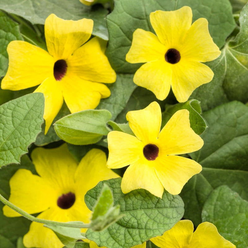 Lemon A-Peel Black-Eyed Susan Vine up close.