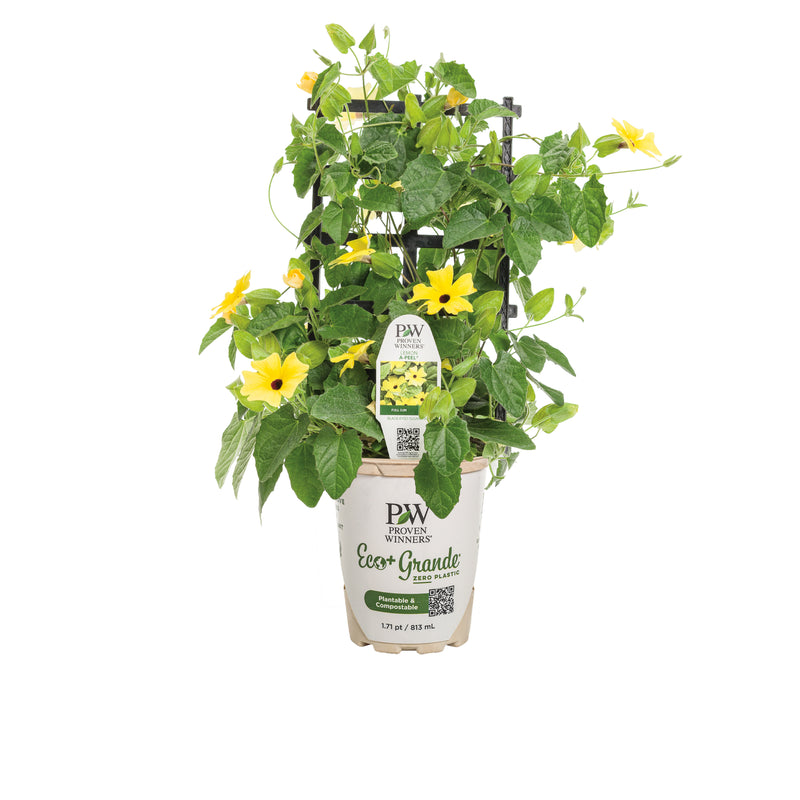 Lemon A-Peel® Black-Eyed Susan Vine (Thunbergia alata)