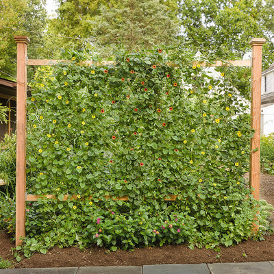 Lemon A-Peel Black-Eyed Susan Vine in use.