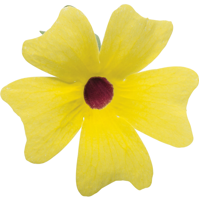 Limited Edition Royale | Lemon A-Peel® Black-Eyed Susan Vine (Thunbergia alata)