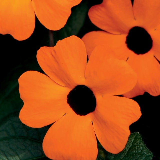 Orange A-Peel Orange A-Peel Black-Eyed Susan Vine up close.