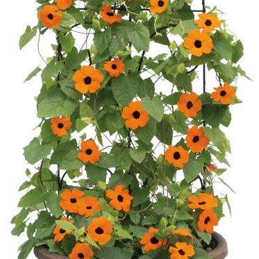 Orange A-Peel Orange A-Peel Black-Eyed Susan Vine in container.