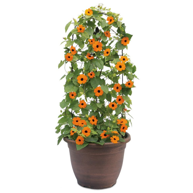 Limited Edition Royale | Orange A-Peel® Black-Eyed Susan Vine (Thunbergia alata)