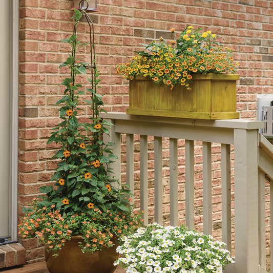 Orange A-Peel Orange A-Peel Black-Eyed Susan Vine in use.