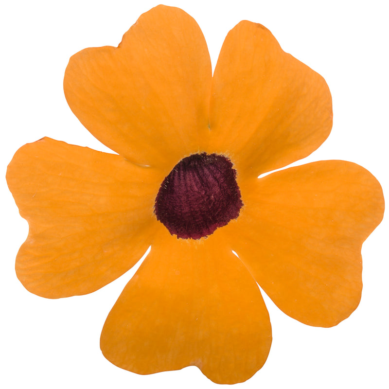 Limited Edition Royale | Orange A-Peel® Black-Eyed Susan Vine (Thunbergia alata)