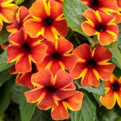 Tangerine Slice A-Peel Black-Eyed Susan Vine up close.