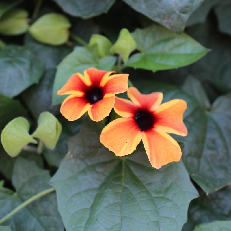 Tangerine Slice A-Peel Black-Eyed Susan Vine up close.