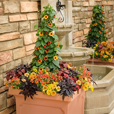 Tangerine Slice A-Peel® Black-Eyed Susan Vine (Thunbergia alata)