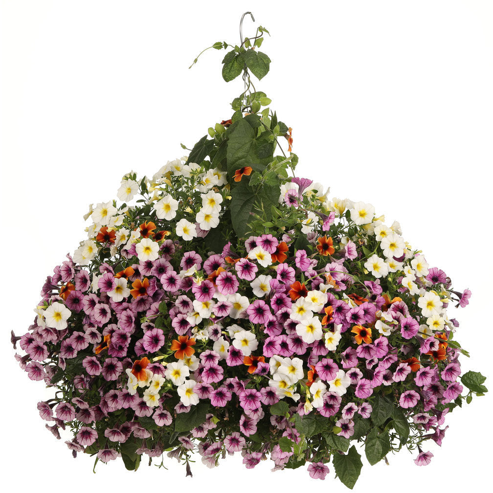 Black-Eyed Susan Vine | Royale Tangerine Slice A-Peel® | Proven