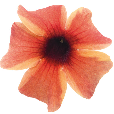 Limited Edition Royale | Tangerine Slice A-Peel® Black-Eyed Susan Vine (Thunbergia alata)