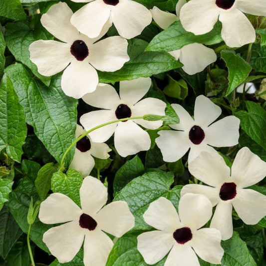 Coconut A-Peel Coconut A-Peel Black-Eyed Susan Vine up close.