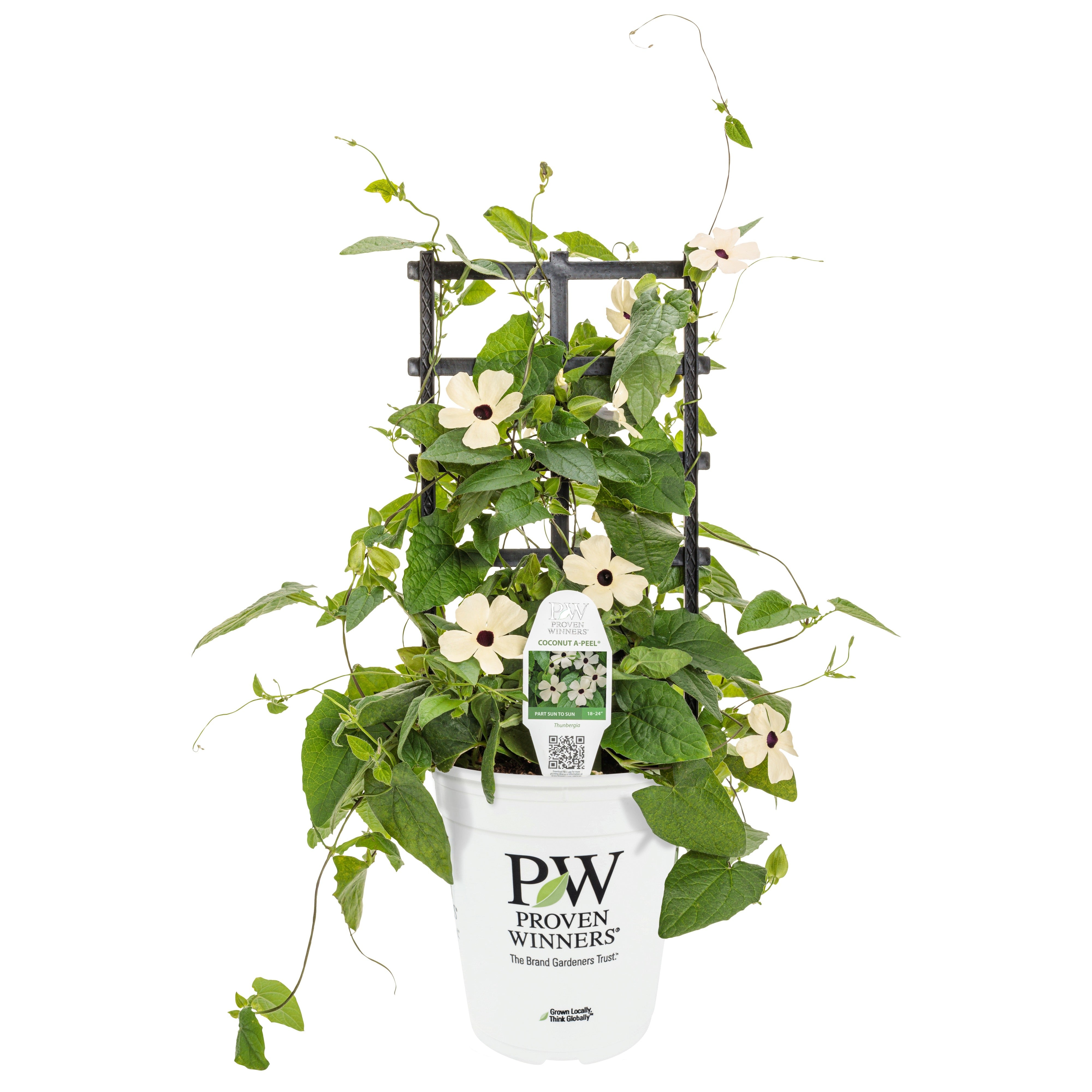 Proven Winners トゥラーミン 苗 落葉樹 Black-Eyed Susan Vine | Royale Coconut A-Peel® | Proven Winners
