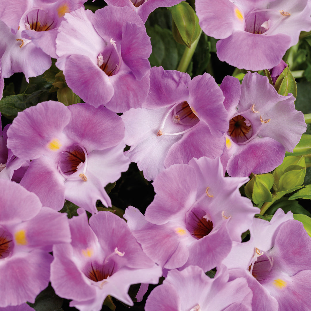 Wishbone Flower | Catalina® Pink | Proven Winners® Annuals