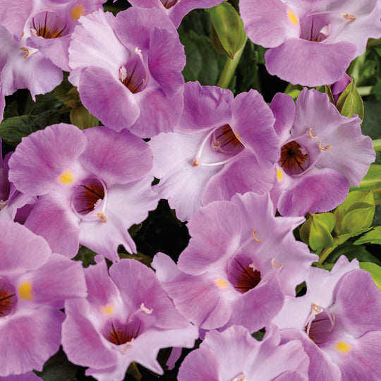 Catalina® Pink Wishbone Flower (Torenia hybrid)