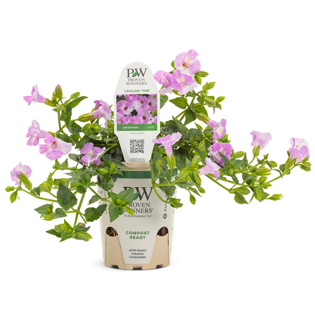 Wishbone Flower | Catalina® Pink