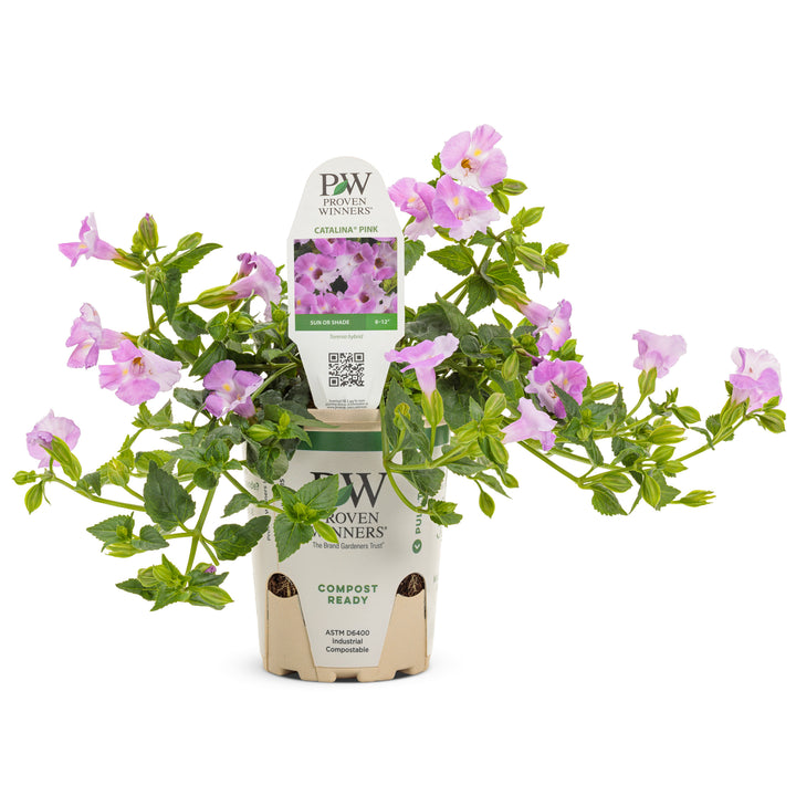 catalina self watering plant Wishbone Flower | Catalina® Pink