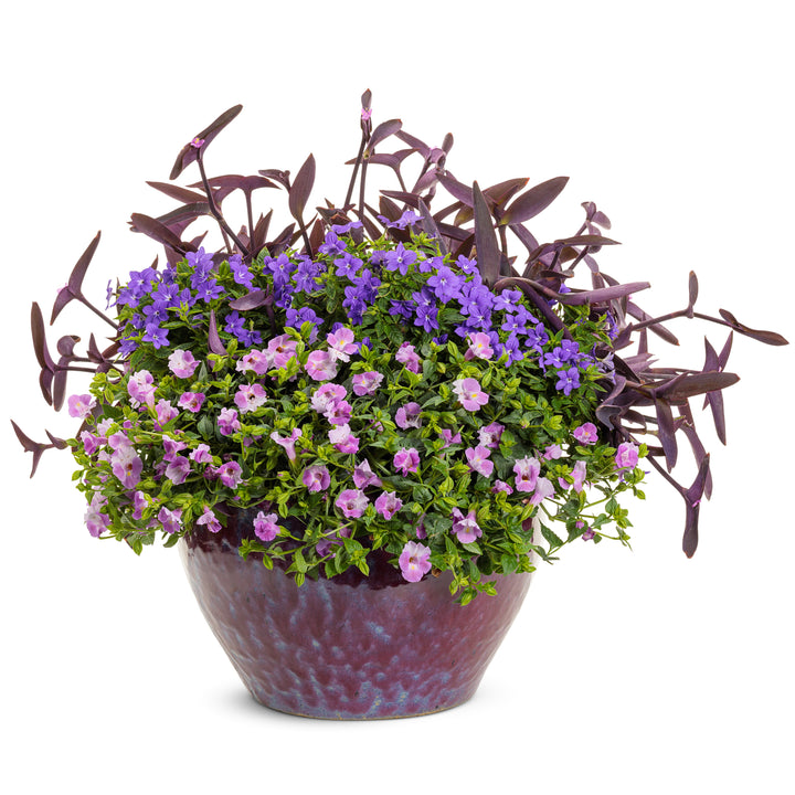 Wishbone Flower | Catalina® Pink | Proven Winners® Annuals