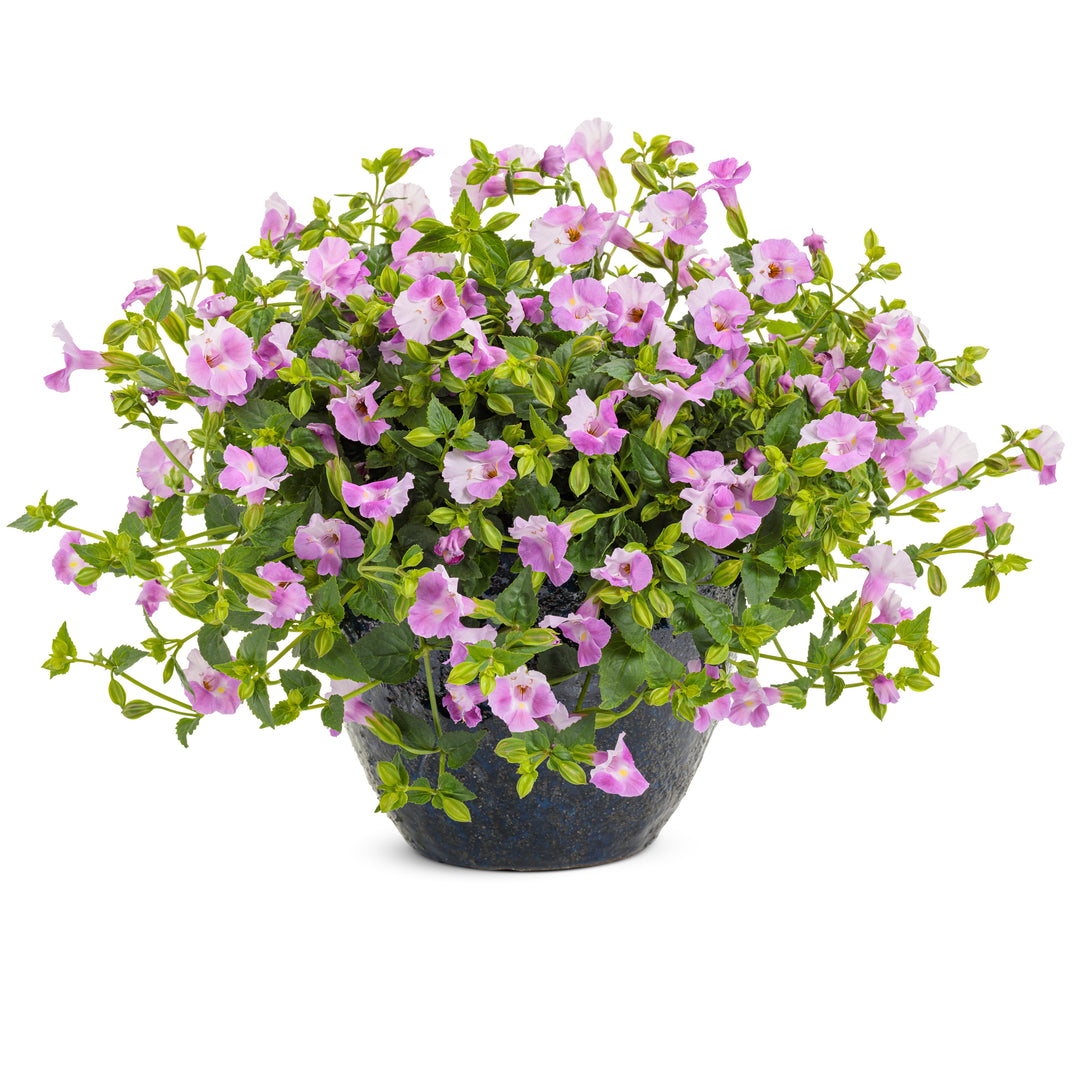 Wishbone Flower | Catalina® Pink | Proven Winners® Annuals