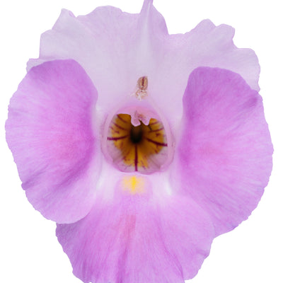 Catalina Pink Catalina Pink wishbone flower in macro.