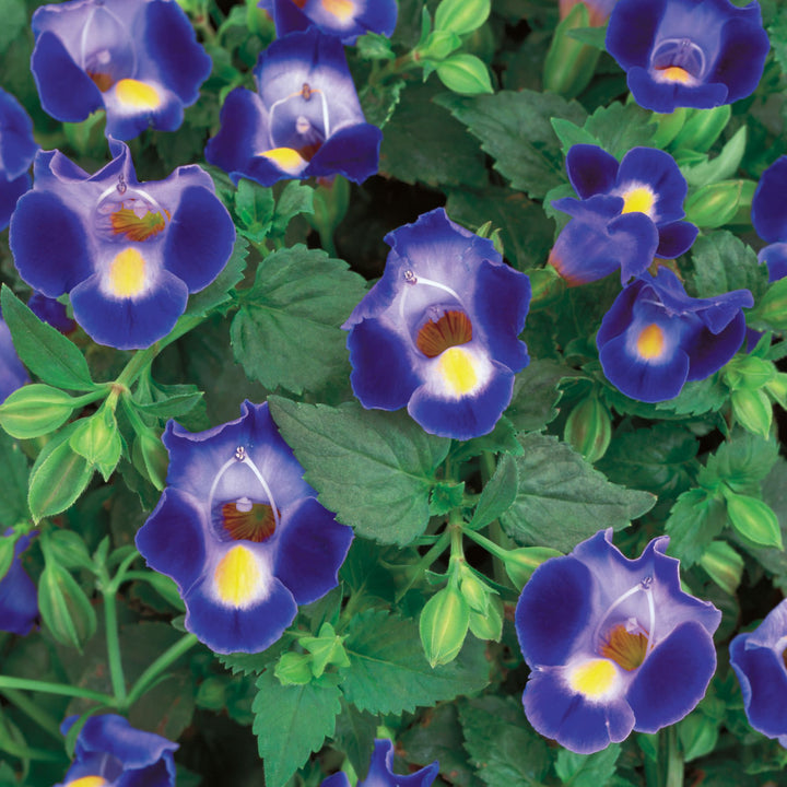 Wishbone Flower | Catalina® Midnight Blue | Proven Winners