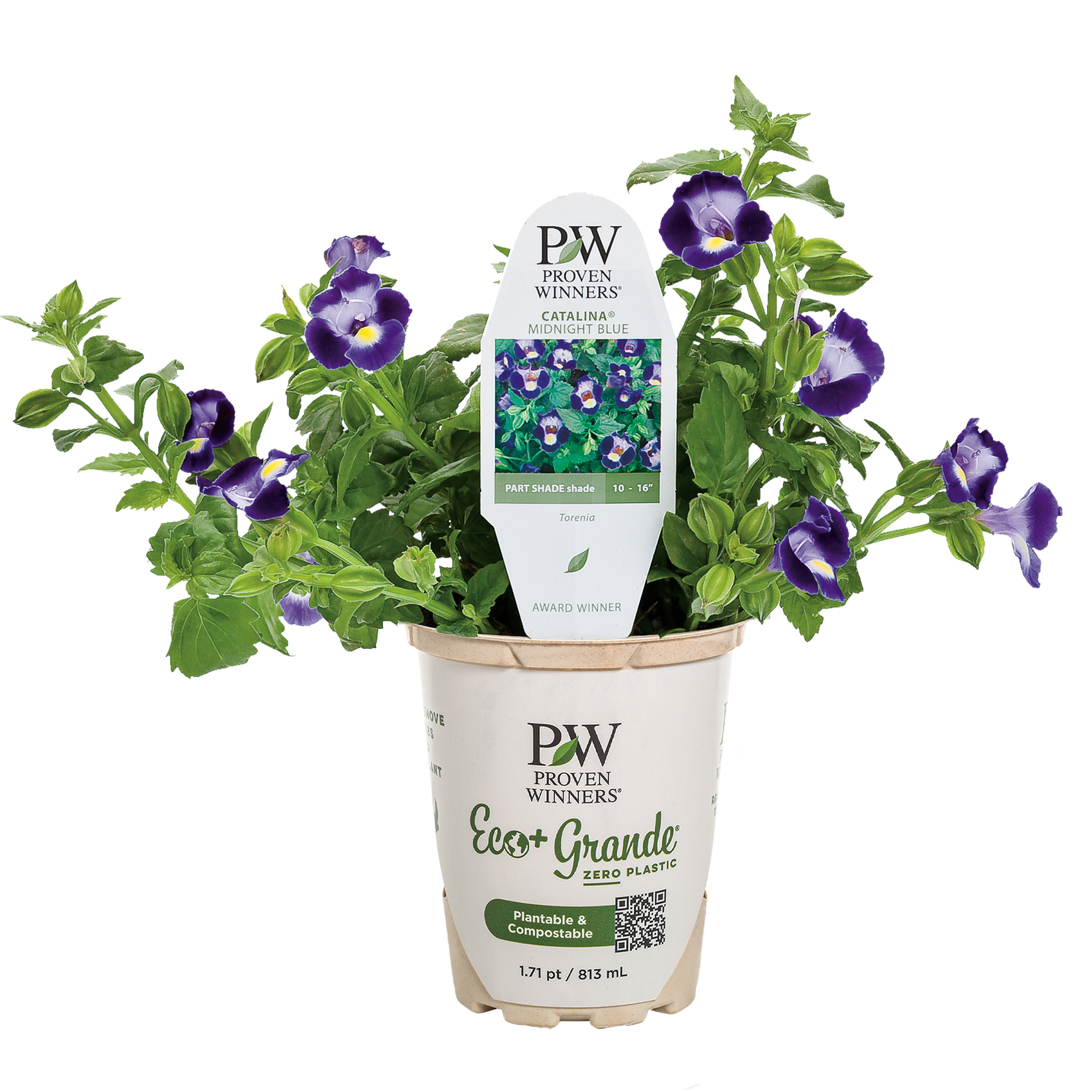 Wishbone Flower | Catalina® Midnight Blue | Proven Winners