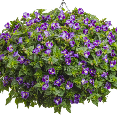 Catalina® Midnight Blue Wishbone Flower (Torenia hybrid)