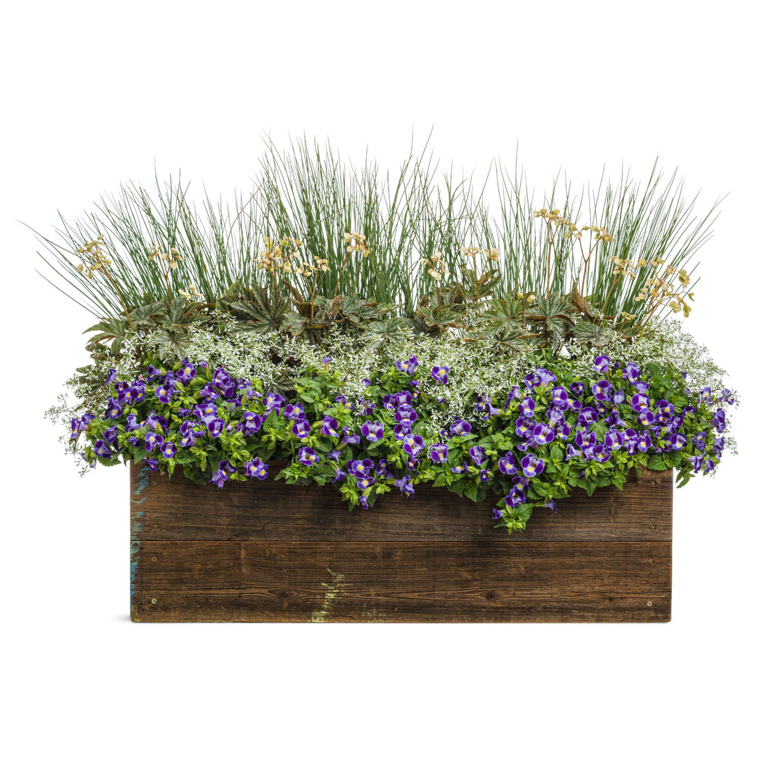 Catalina® Midnight Blue Wishbone Flower (Torenia hybrid)