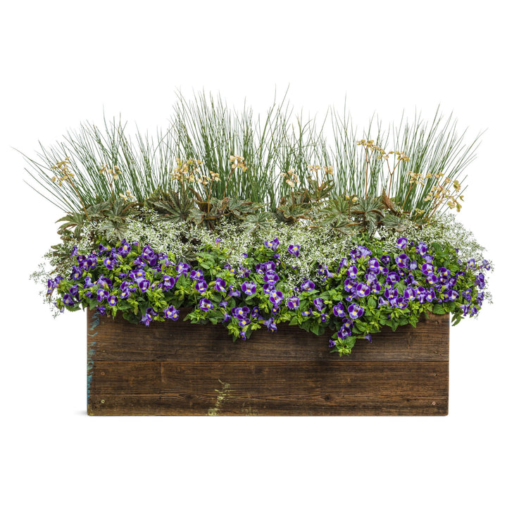 Catalina® Midnight Blue Wishbone Flower (Torenia hybrid)