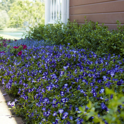 Catalina Midnight Blue Wishbone Flower in use.