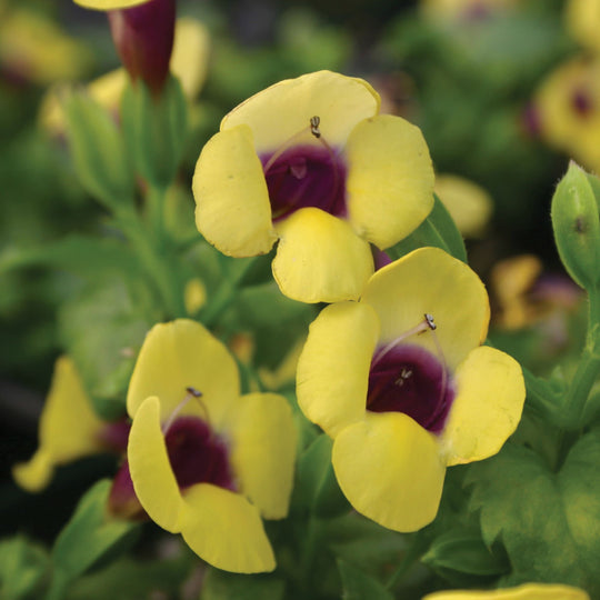Catalina® Gilded Grape™ Wishbone Flower (Torenia hybrid)