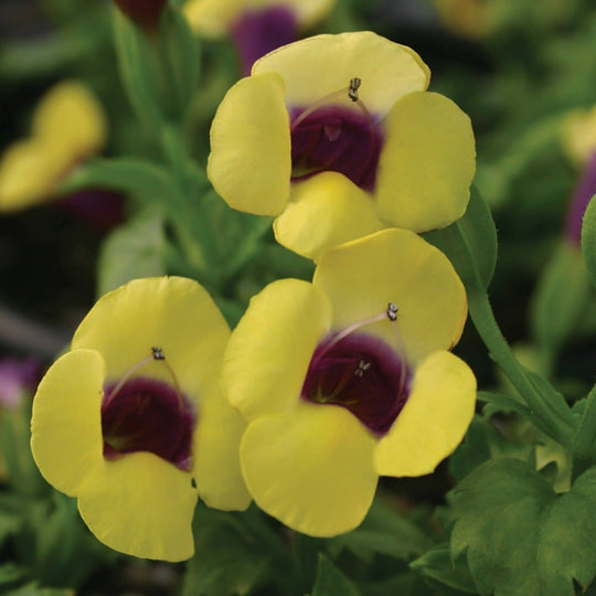 Catalina® Gilded Grape™ Wishbone Flower (Torenia hybrid)