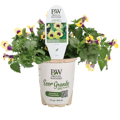 Catalina® Gilded Grape™ Wishbone Flower (Torenia hybrid)