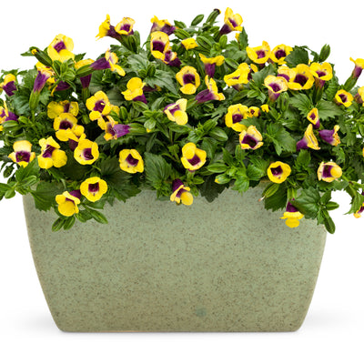 Catalina® Gilded Grape™ Wishbone Flower (Torenia hybrid)