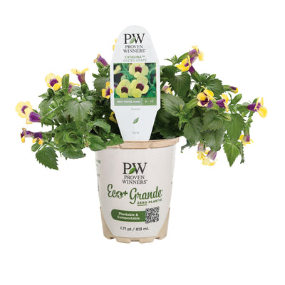 Catalina® Gilded Grape™ Wishbone Flower (Torenia hybrid)