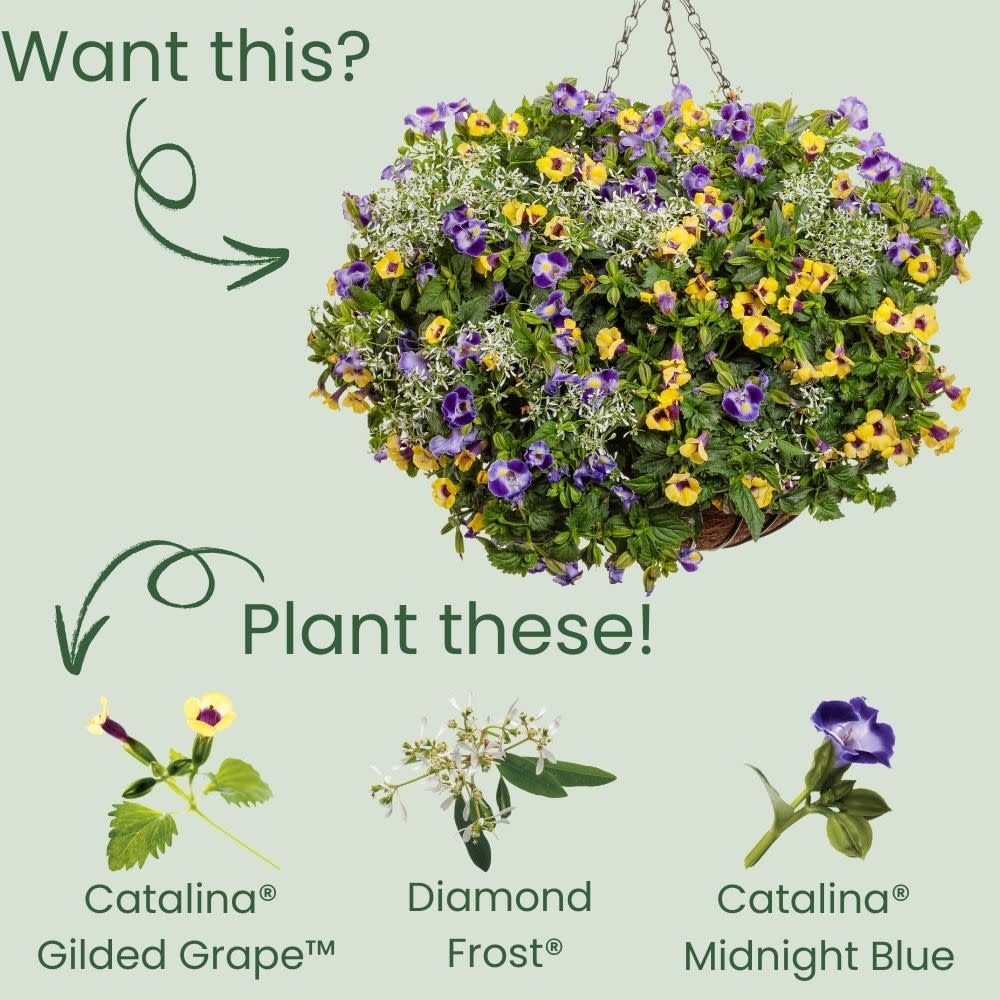 Wishbone Flower | Catalina® Gilded Grape™ | Proven Winners